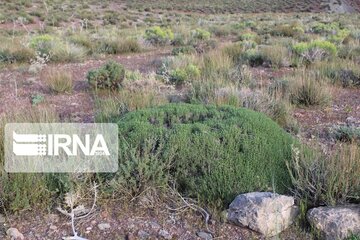 Growth of medicinal herbs in central Iran