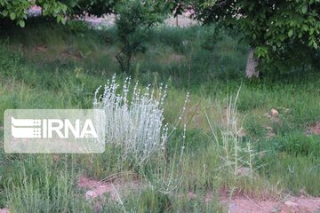 Growth of medicinal herbs in central Iran