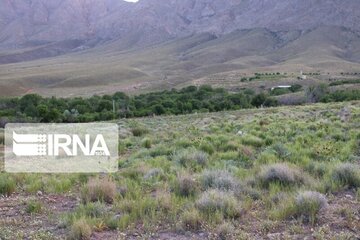 Growth of medicinal herbs in central Iran