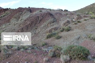 Growth of medicinal herbs in central Iran