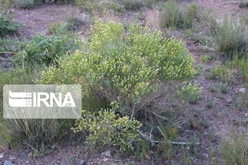 Growth of medicinal herbs in central Iran