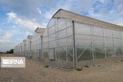 ۱۰۰ هکتار گلخانه در کرمانشاه ایجاد می‌شود