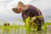 Siembra de arroz en el norte de Irán 