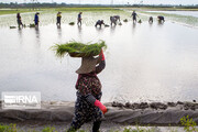 Rice cultivation in Iran