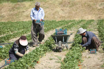 برداشت توت فرنگی از مزارع کردستان