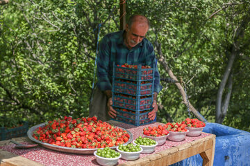 برداشت توت فرنگی از مزارع کردستان