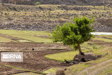 Spring time in Mashayekh District; Southwestern Iran