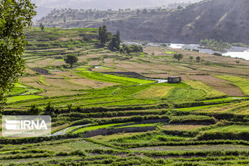 Spring time in Mashayekh District; Southwestern Iran