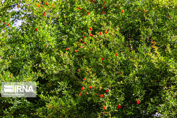 Spring time in Mashayekh District; Southwestern Iran