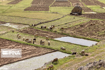 Spring time in Mashayekh District; Southwestern Iran