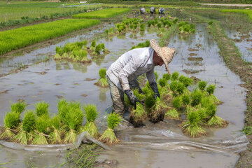 Siembra de arroz en el norte de Irán 