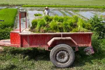 Siembra de arroz en el norte de Irán 