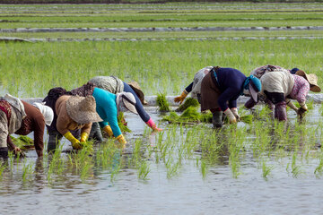 Siembra de arroz en el norte de Irán 