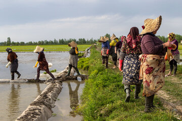 Siembra de arroz en el norte de Irán 