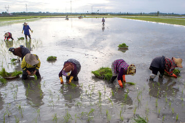 Siembra de arroz en el norte de Irán 