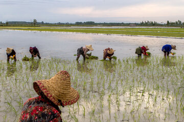 Siembra de arroz en el norte de Irán 