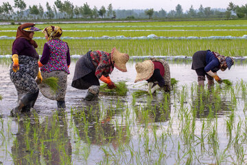 Siembra de arroz en el norte de Irán 