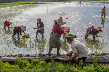 Siembra de arroz en el norte de Irán 