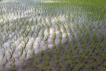 Siembra de arroz en el norte de Irán 