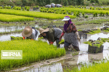 Rice cultivation in Iran