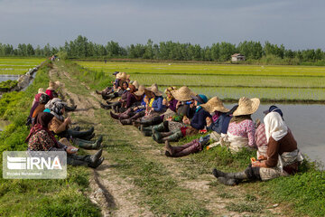 Rice cultivation in Iran