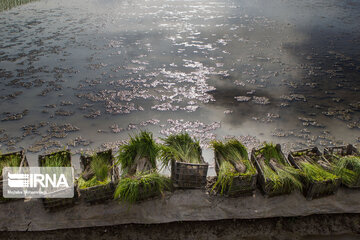 Rice cultivation in Iran