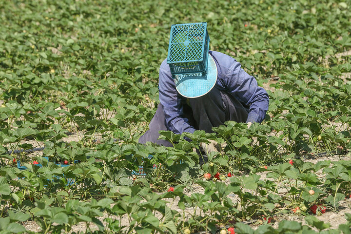 سودای دلالان بر سر سوگلی کردستان