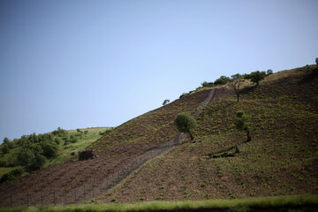 طبیعت مسیر سروآباد به کامیاران