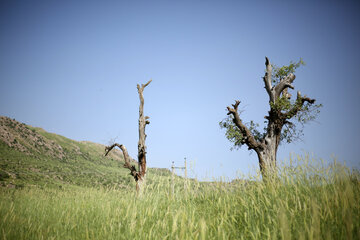 طبیعت مسیر سروآباد به کامیاران