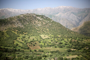 طبیعت مسیر سروآباد به کامیاران