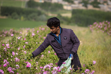 ۱۰۰۰ تن گل‌محمدی از مزارع چهارمحال و بختیاری برداشت می‌شود
