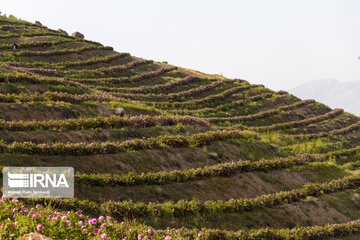 Harvesting Damask rose in Southwestern Iran