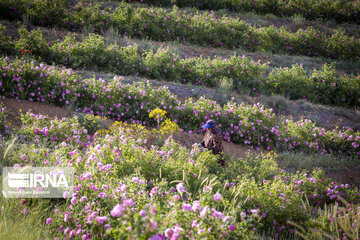 Harvesting Damask rose in Southwestern Iran