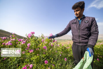 Harvesting Damask rose in Southwestern Iran