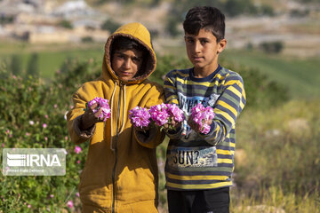 Harvesting Damask rose in Southwestern Iran