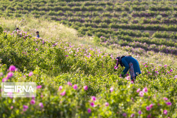 Harvesting Damask rose in Southwestern Iran