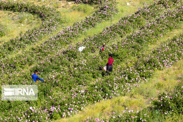 Harvesting Damask rose in Southwestern Iran