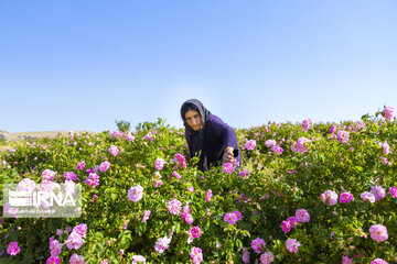 Harvesting Damask rose in Southwestern Iran