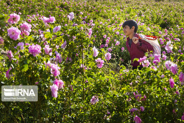 Harvesting Damask rose in Southwestern Iran