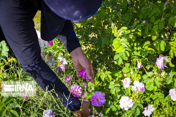 Harvesting Damask rose in Southwestern Iran