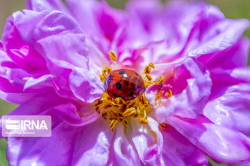 Harvesting Damask rose in Southwestern Iran