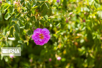 Harvesting Damask rose in Southwestern Iran