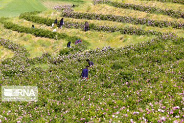 Harvesting Damask rose in Southwestern Iran