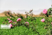 امسال ۵۴۰ تن گل محمدی از مزارع خوی برداشت می‌شود