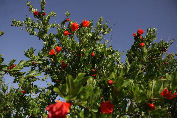 هوای بهاری و بدون بارندگی سمنان در روز عید فطر