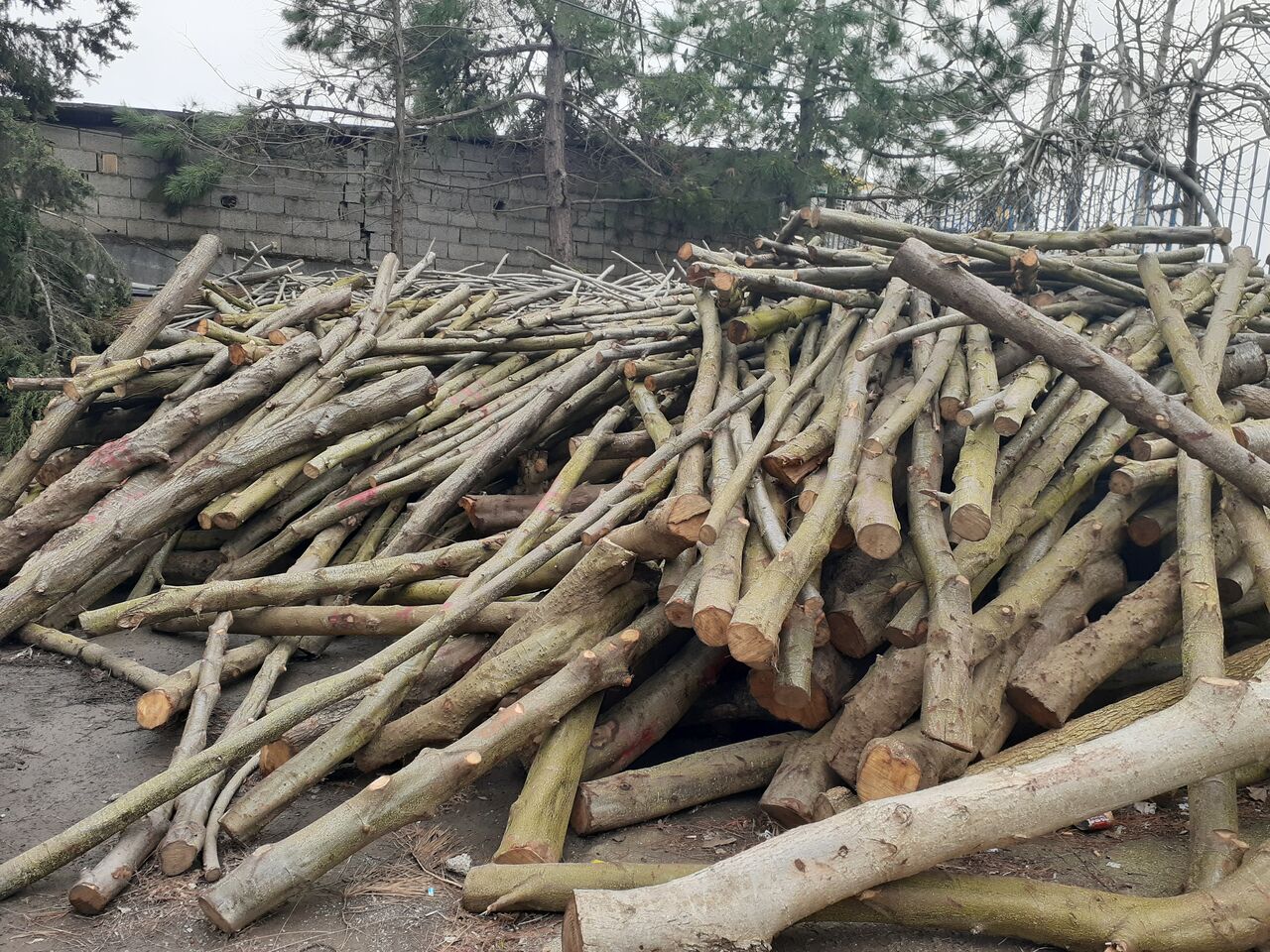 بیش از یک تُن چوب قاچاق در کهنوج کشف شد 
