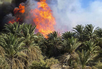 نخیلات دشتستان آتش گرفت