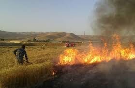 10 هکتار از مزارع گندم روستای هلوش پلدختر در آتش سوخت