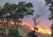 فرماندار لارستان: بدون برنامه‌ریزی نمی‌توان با آتش‌سوزی جنگل‌ها مقابله کرد