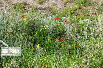 Beautiful nature of roads in southeast Iran